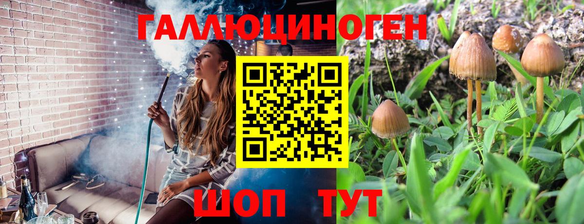 Урюпинск  Галлюциногенные грибы Psilocybine cubensis  Вход с VPN 